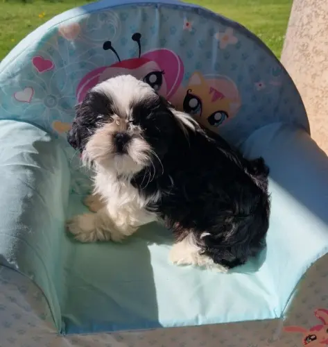 CHIOT SHIH TZU  disponible