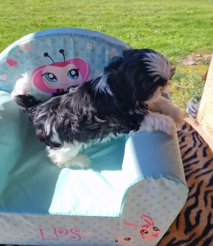 CHIOT SHIH TZU  disponible