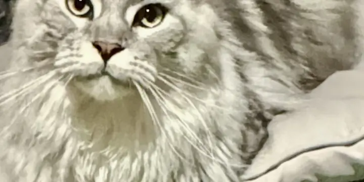 Maine Coon