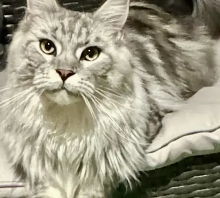 Maine Coon