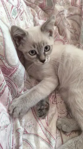 Un adorable chaton Siamois mâle à adopter!