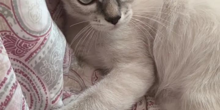 Un adorable chaton Siamois mâle à adopter!
