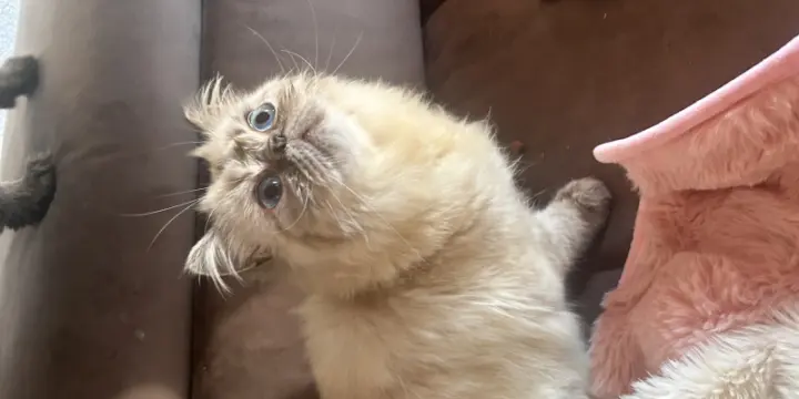 Belle chatte persane excellente lignée