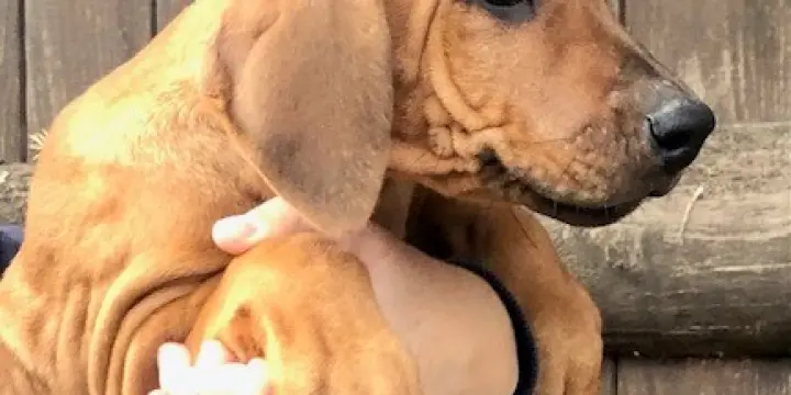 Rhodesian ridgeback chiot femelle LOF 10 semaines