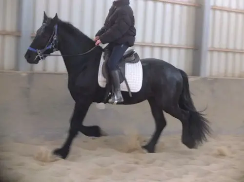 Cheval hongre frison à vendre à Zurich