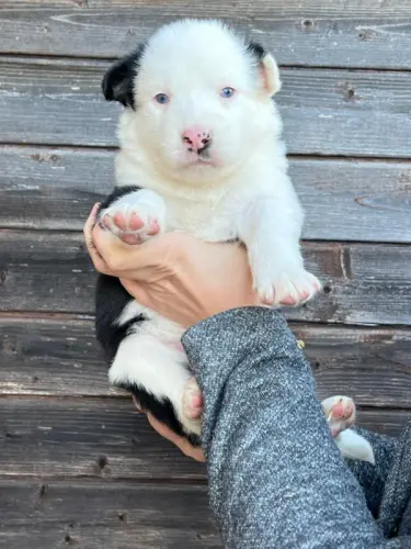Chiots Laïka de Yakoutie à vendre à Fiaugères