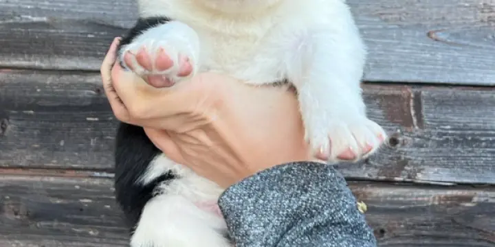 Chiots Laïka de Yakoutie à vendre