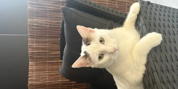 Chat à donner - URGENT