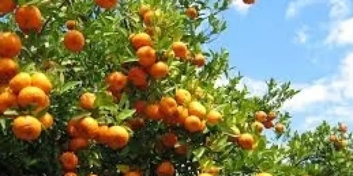 Cours de langue française en ligne