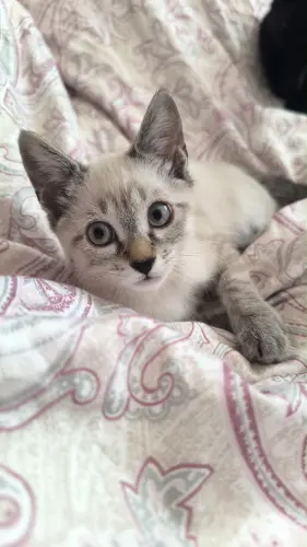 Un adorable chaton Siamois femelle à adopter!