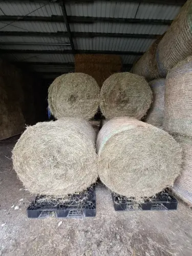 Balle ronde de foin pour chevaux, poids 333 kg à Brig