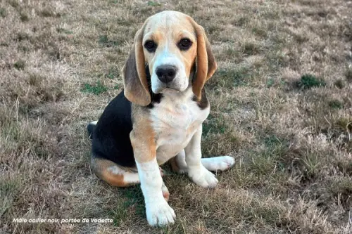 Bowie - Mâle Beagle de 4 mois à SERLEY