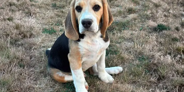 Bowie - Mâle Beagle de 4 mois