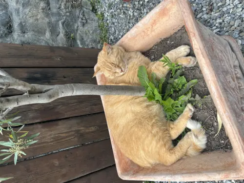 Garde chat à votre domicile à Lausanne
