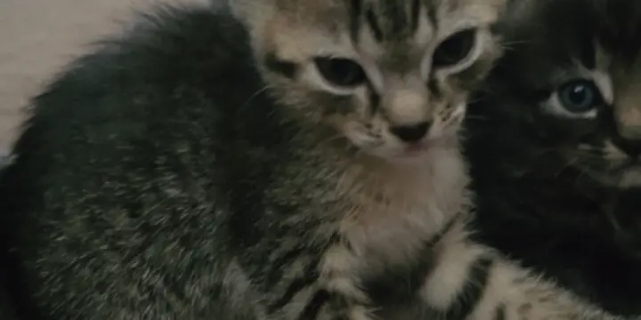 Chatons d'amour 750frs