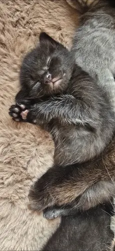Mi siamois Chatons d'amour 750frs à Carouge