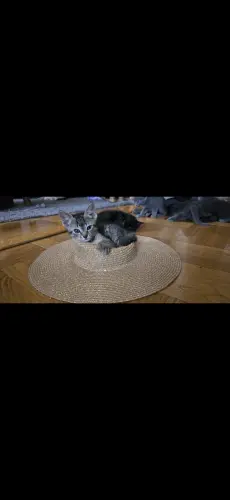 Mi siamois Chatons d'amour 750frs à Carouge