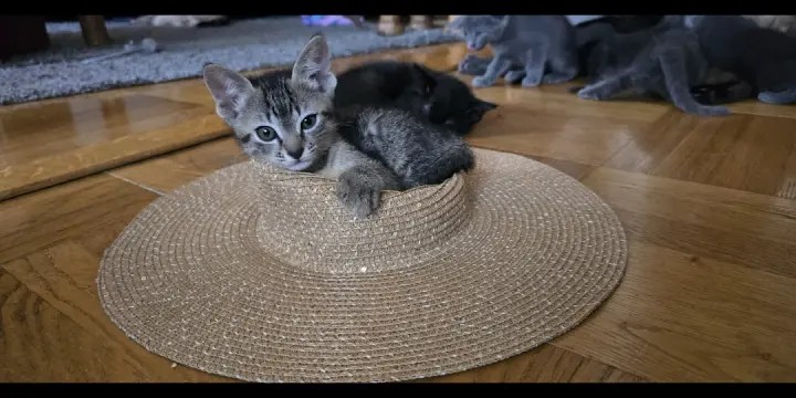 Chatons d'amour 750frs