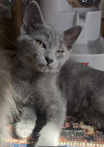 Mi siamois Chatons d'amour 750frs à Carouge