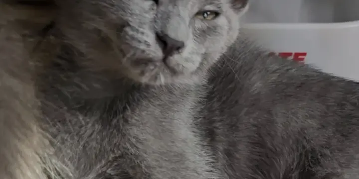 Mi siamois Chatons d'amour 750frs