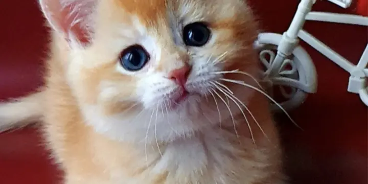 Mignon chaton à vendre