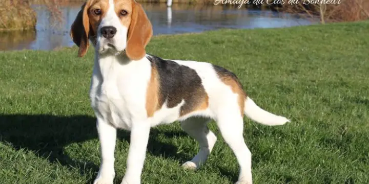 Beagle LOF de 4 à 7 mois