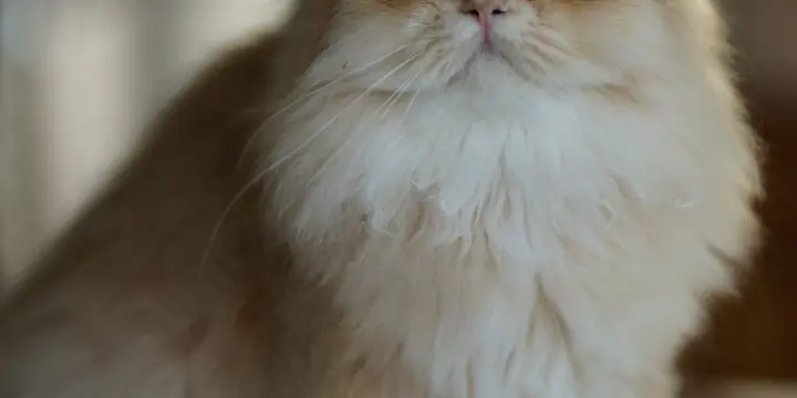 Chaton british longhair golden blh kitten