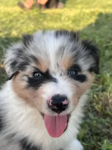 Chiots berger australien sans pedigree à Broc