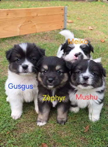 Vente chiot spitz petit à Bevaix