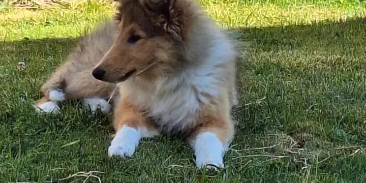 Magnifique Colley jeune chiot femelle de 6 mois.