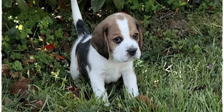 Chiot Beagle Pedigree