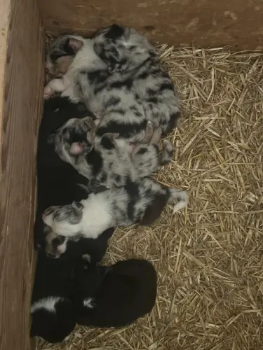 Chiots Berger australien à Le Peuchapatte