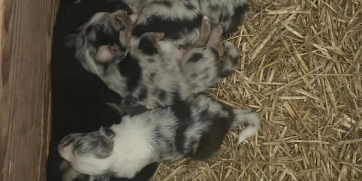 Chiots Berger australien