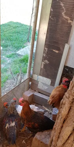4 superbes coqs Araucana (race venant du Chili) à Fétigny