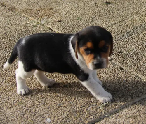 CHIOT BEAGLE CROISE JACK RUSSELL à LHUIS
