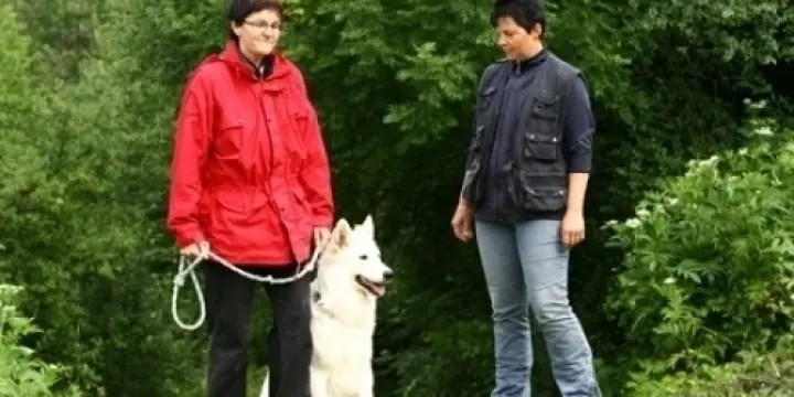 Education canine et cours obligatoires