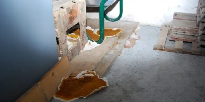 Traitement de Mérule