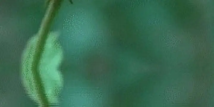 En quête de l'amitié et de l'amour