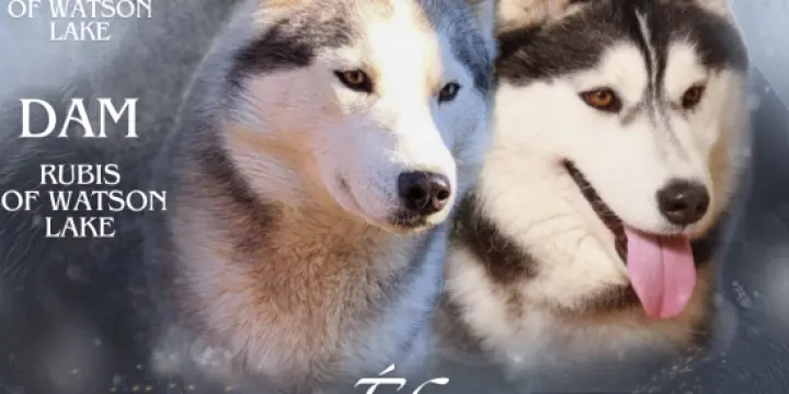 Husky Sibériens à réserver
