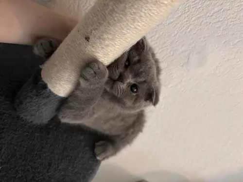 Chaton scottish Fold ( femelle ) à Sierre