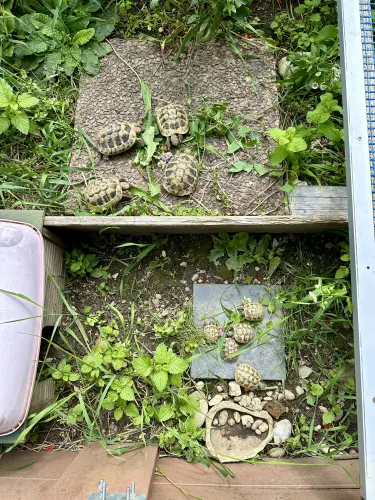 Tortues Hermann juvéniles à L'Isle