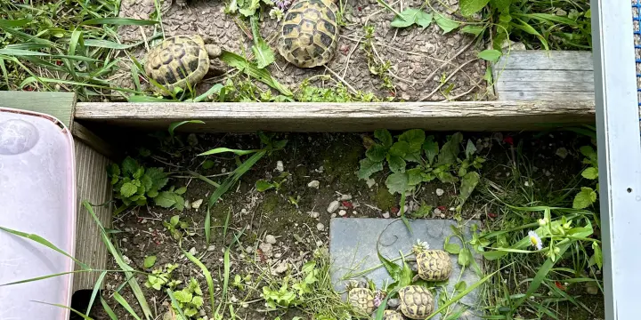 Tortues Hermann juvéniles
