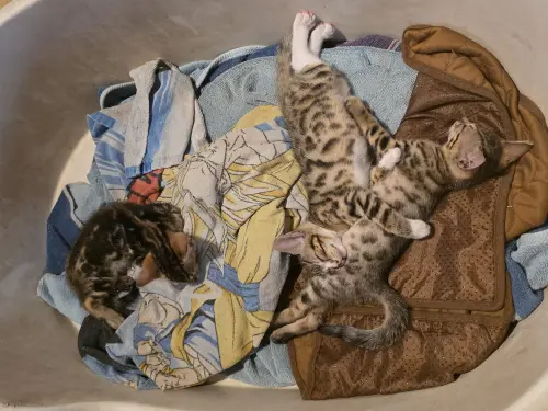 Chaton bengal a vendre 1200 à Monthey