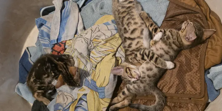 Chaton bengal a vendre 1200