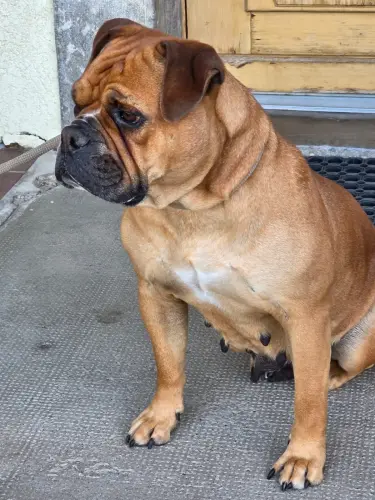 Bulldog continental  femelle à Lz crêt près semsales