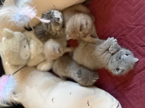 Scottish chatons à Riddes