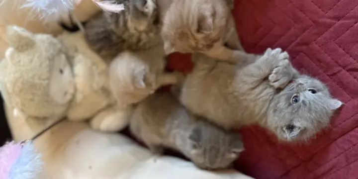 Scottish chatons