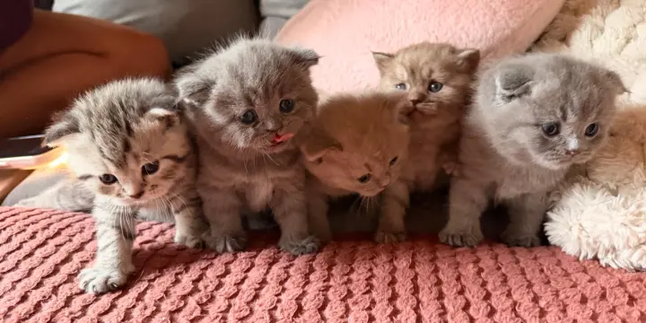 Scottish chatons