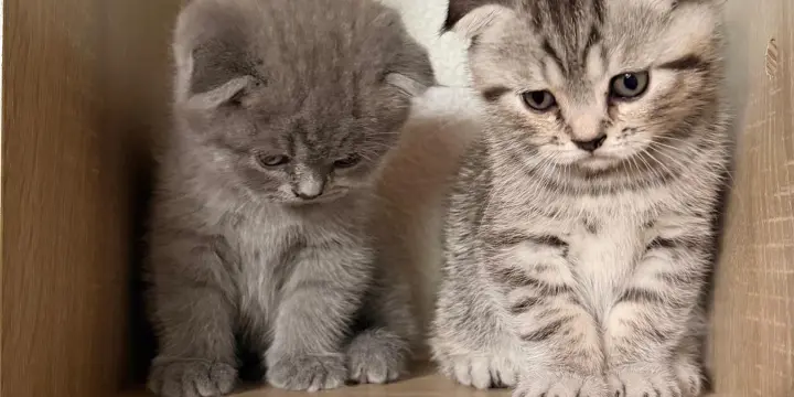 Scottish chatons