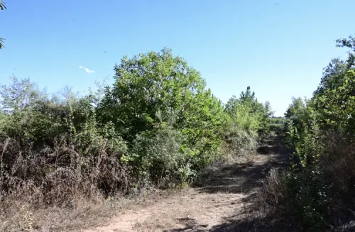 Vente terrain 8 570 m2 à Armamar (Portugal) à Armamar